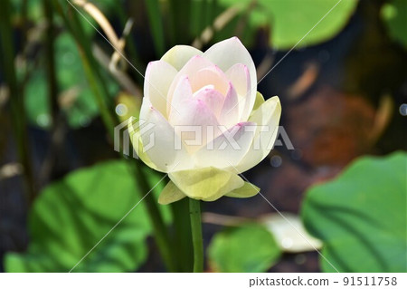 哈斯花舞姬蓮花 哈斯花舞姬蓮花 91511758