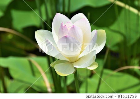 Hass flower Maihime lotus Hass flower Maihime lotus 91511759