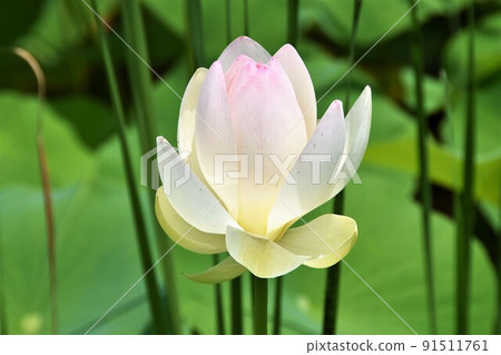 哈斯花舞姬蓮花 哈斯花舞姬蓮花 91511761
