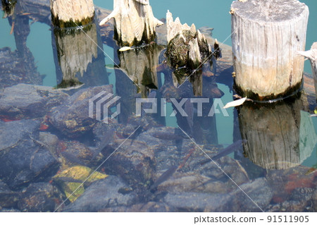 春季淡水魚 春季淡水魚 91511905