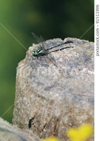 Gomphidae 棲息在木樁上 Gomphidae 棲息在木樁上 91511906