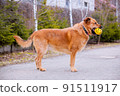 Big red dog with yellow toy in teeth on walk 91511917