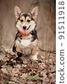 Welsh Corgi Pembroke smiles in autumn leaves 91511918