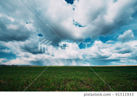 Rain Rainy Clouds Above Countryside Rural Field Landscape With Young Green Wheat Sprouts In Spring Summer Cloudy Day. Heavy Clouds Above Agricultural Field. Young Wheat Shoots Sky During Rain Horizon 91511933