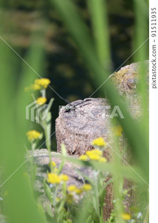 Gomphidae 棲息在木樁上 91511935