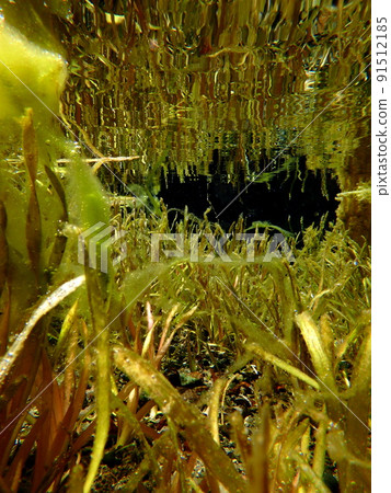 Golden spring water Golden spring water 91512185