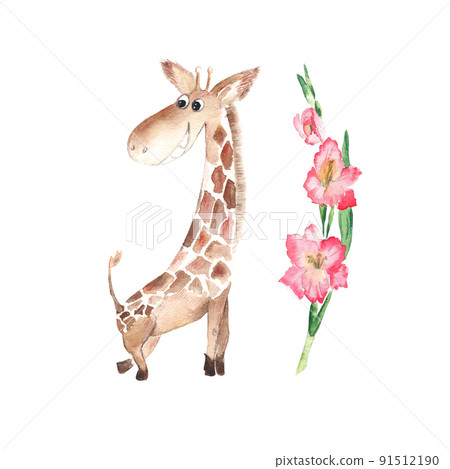 Cute giraffe with pink gladiolus flower isolated on white background. Watercolor hand drawn illustration. Cute giraffe with pink gladiolus flower isolated on white background. Watercolor hand drawn illustration. 91512190