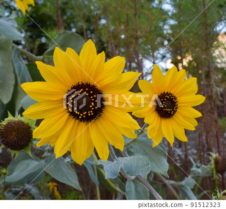 sunflower sunflower 91512323