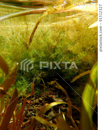 小魚藏身的泉水 91512327