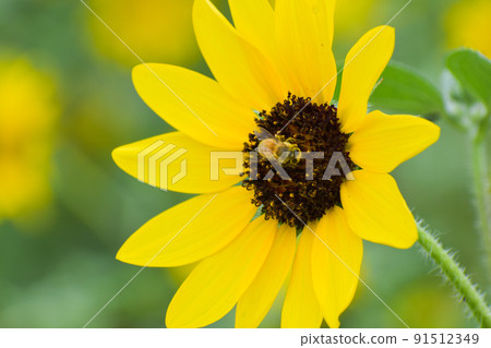 蜜蜂正在研究向日葵 91512349
