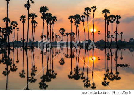 Silhouette sugar palm trees with skyline reflection at sunrise 91512556