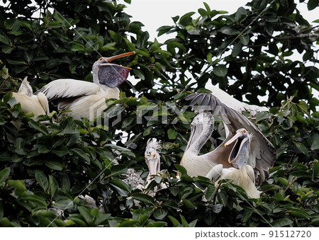 科倫坡市的人們在小雞出生時與鵜鶘和諧相處 91512720