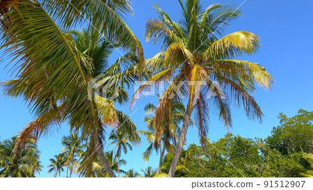 Wonderful Caribbean Palm trees moving in the wind 91512907