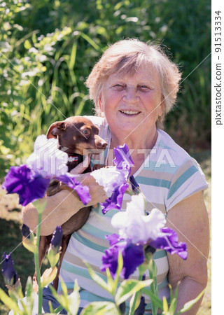Portrait of an elderly woman with Prague rattier dog in her arms outdoor near iris flowers. 91513334