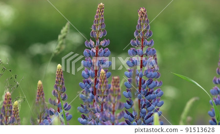 Bush Of Wild Flowers Lupine In Summer Field Meadow Panorama Summer Background. Lupinus, Commonly Known As Lupin Or Lupine, Is A Genus Of Flowering Plants In The Legume Family, Fabaceae 4K Bush Of Wild Flowers Lupine In Summer Field Meadow Panorama Summer Background. Lupinus, Commonly Known As Lupin Or Lupine, Is A Genus Of Flowering Plants In The Legume Family, Fabaceae 4K 91513628
