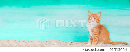 Cat Copy Space Background In Light Blue Color Colour. Young Red Maine Coon Kitten Cat Sitting On Sofa. Coon Cat, Maine Cat, Maine Shag. Amazing Pets Pet. Portrait On Backdrop. Panorama Panoramic View 91513634