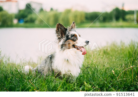Funny Blue Merle Cardigan Welsh Corgi Dog Playing In Green Summer Grass At Lake In Park. Welsh Corgi Is A Small Type Of Herding Dog That Originated In Wales Funny Blue Merle Cardigan Welsh Corgi Dog Playing In Green Summer Grass At Lake In Park. Welsh Corgi Is A Small Type Of Herding Dog That Originated In Wales 91513641