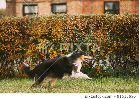 Tricolor Rough Collie, Funny Scottish Collie, Long-haired Collie, English Collie, Lassie Dog Running Outdoors In Autumn Park 91513650