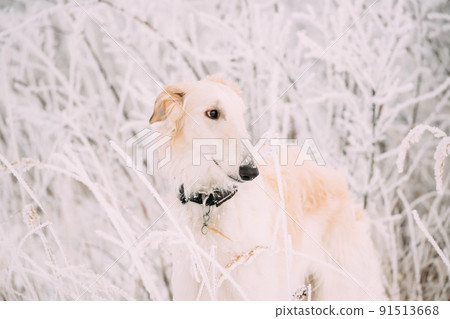 Russian Wolfhound Hunting Sighthound Russkaya Psovaya Borzaya Dog During Hare-hunting At Winter Day In Snowy Field 91513668