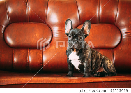 Young Small Black French Bulldog Dog Puppy Sitting On Sofa. Funny Dog Baby With Beautiful Black Snout Eyes Bulldog Puppy Dog. Adorable Bulldog Funny Puppy 91513669