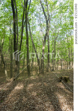 Bright forest in the fresh green Sayama Hills 91513940