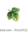 Single green strawberry leaf isolated on white background. Watercolor illustration 91514721