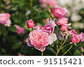 Pink roses flowers growing outdoors in summer garden. Nature 91515421