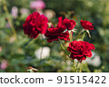 Rose flower on blurry background in the garden of roses. Nature. 91515422