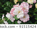 Pink roses flowers growing outdoors in summer garden. Nature 91515424