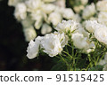 Rose flower on blurry background in the garden of roses. Nature. 91515425