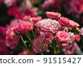 Pink roses flowers growing outdoors in summer garden. Nature 91515427