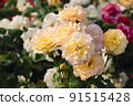 Beautiful yellow roses with blossoms. Roses in nature. Closeup yellow Rose 91515428