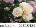 Rose flower on blurry background in the garden of roses. Nature. 91515429