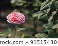 Pink roses flowers growing outdoors in summer garden. Nature 91515430