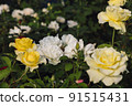Beautiful yellow roses with blossoms. Roses in nature. Closeup yellow Rose 91515431