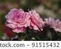 Pink roses flowers growing outdoors in summer garden. Nature 91515432