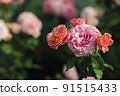 Pink roses flowers growing outdoors in summer garden. Nature 91515433
