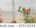 Pink roses flowers growing outdoors in summer garden. Nature 91515434