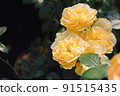 Beautiful yellow roses with blossoms. Roses in nature. Closeup yellow Rose 91515435