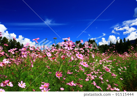 Summer heaven high mountain top garden cosmos flower sea, indigo heaven background 91515444
