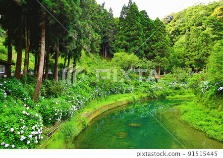 Beautiful landscapes of landscapes (hydrangea, powdered flowers, eight sen flowers, landscape flowers) 91515445
