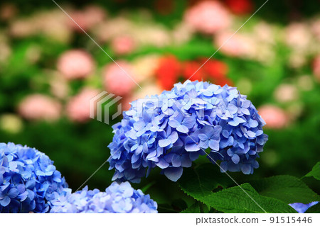 Beautiful hydrangea, hydrangea, hydrangea, hydrangea, 瑪 哩 flower, hydrangea, hydrangea, heavenly back flower 91515446
