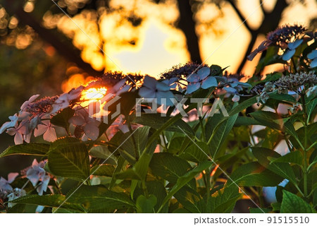 Asahi from the hydrangea in Teragaike Park, Kawachinagano City 91515510