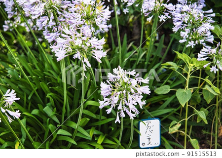 Kawachinagano City Teragaike White abaganthus and name tag Kawachinagano City Teragaike White abaganthus and name tag 91515513