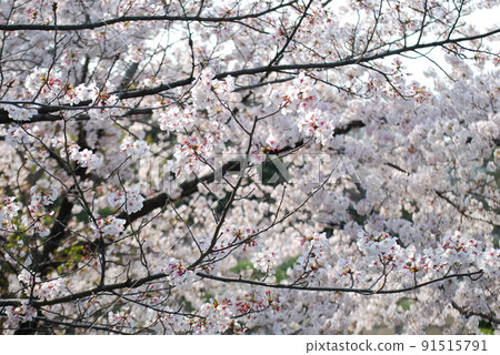 Yoshino cherry tree in full bloom Yoshino cherry tree in full bloom 91515791
