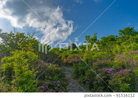 Miyama Kirishima on the Nakadake hillside expedition road 91516112