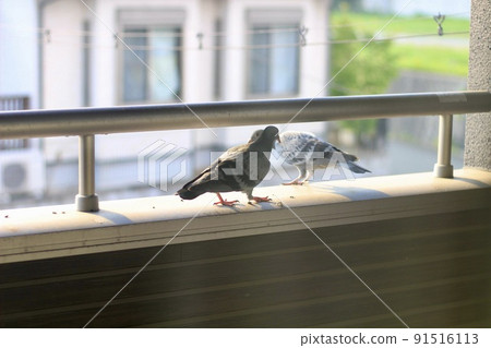 Pigeons settled on the balcony and damaged feces. Two cute little pigeons are on the balcony. 91516113