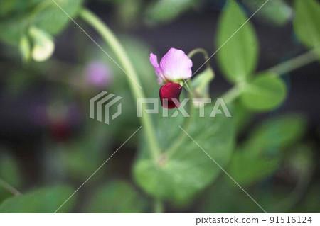 Snow peas pink and crimson red flowers bloom 91516124