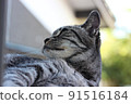 Pensive stray cat 91516184