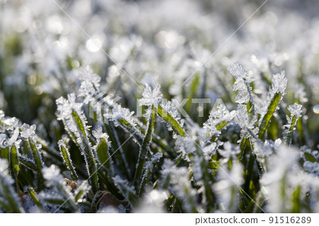grass covered with white cold frost in the winter season 91516289
